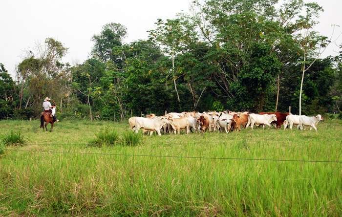 Cabezas de ganado colombianas.