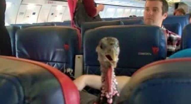 El pavo acomodado en su asiento del avión.