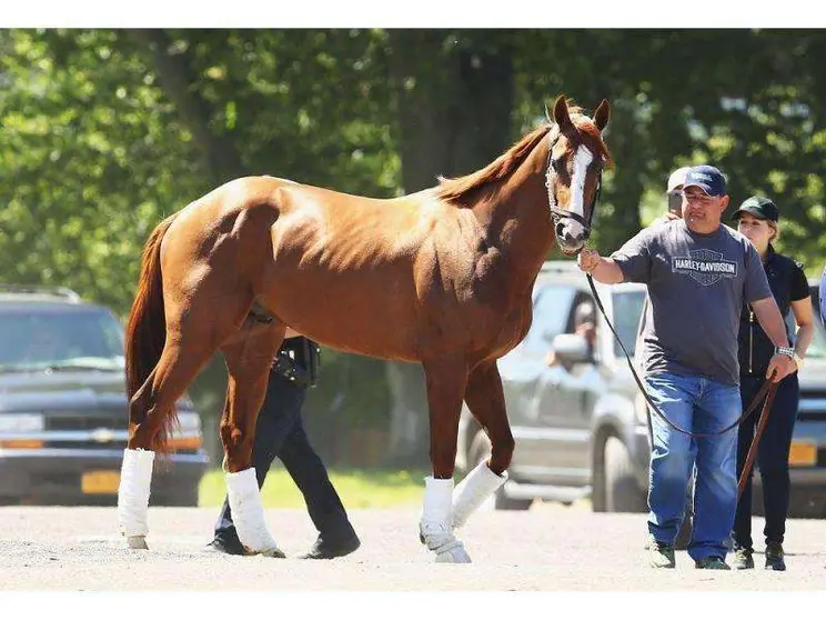 El caballo 'California Chrome' estará presente en Dubai.