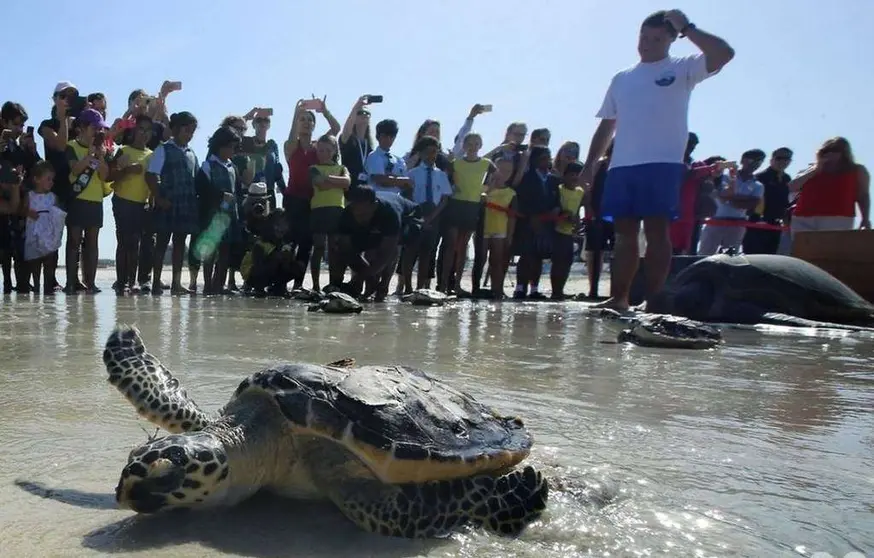 Una imagen del momento de liberación de la tortuga en Saadiyat.