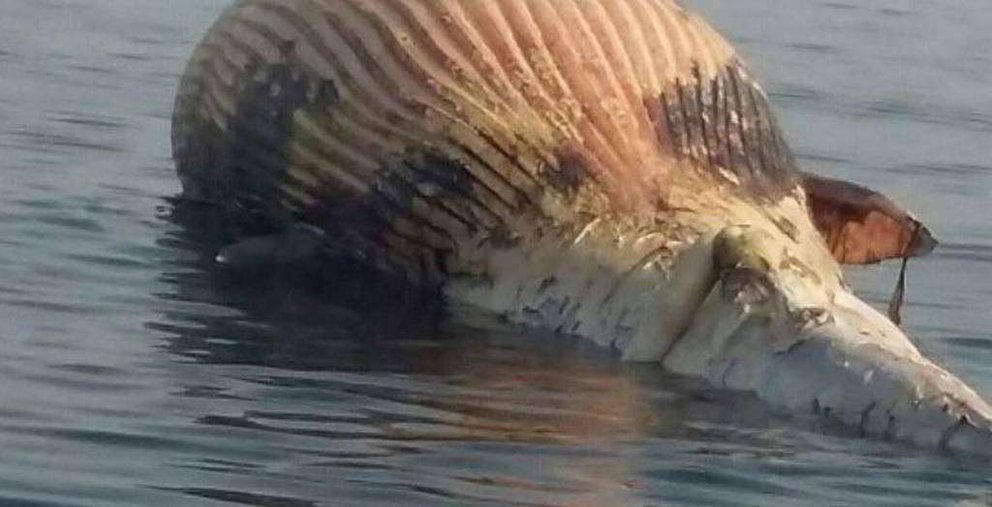 La ballena muerta en las aguas de Ras Al Khaimah.