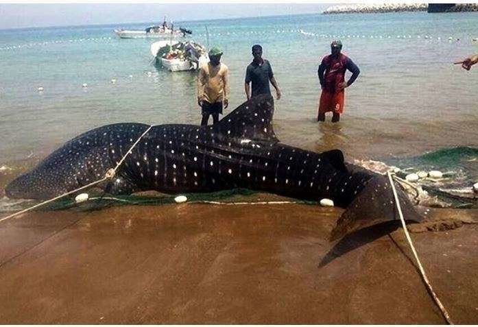 Una imagen del tiburón ballena antes de ser devuelto a las aguas de Fujairah.