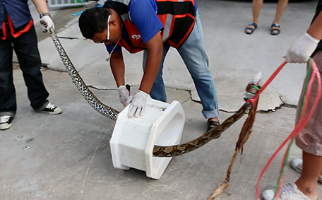 El inodoro tuvo que ser desmantelado para poder extraer la serpiente.