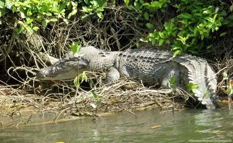 Un cocodrilo se pasea por el Parque Nacional Daintree en Australia.