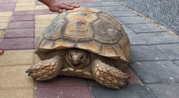 La tortuga descansa en una calle de Dubai.