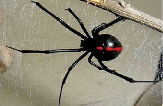 Una imagen de la araña espalda roja.