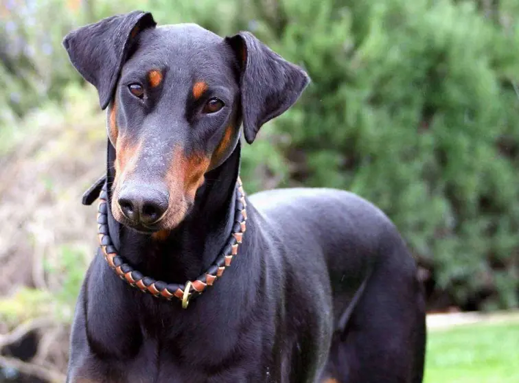 Imagen de un Doberman Pinscher. (Internet) 