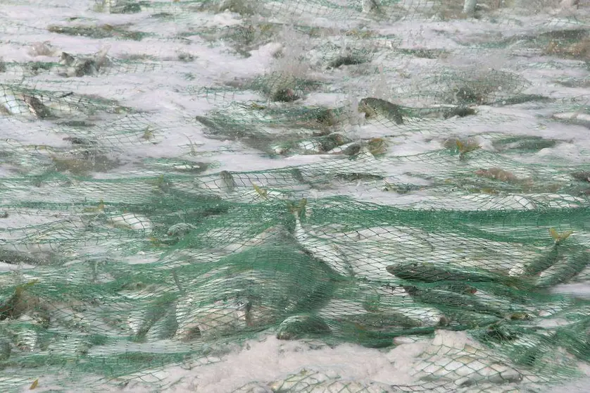 Pescadores recogen sus capturas en la playa de Sha'am, en el norte de Ras Al Khaimah. (R. Pérez)