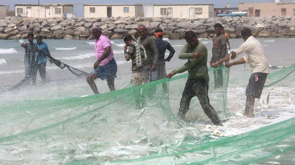 Pescadores recogen sus capturas en la playa de Sha'am, en el norte de Ras Al Khaimah. (R. Pérez)