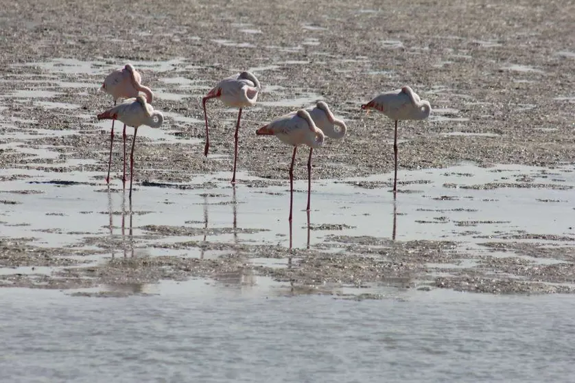 Los flamencos habitan todo el año el Dubai. (R. Unquiles)