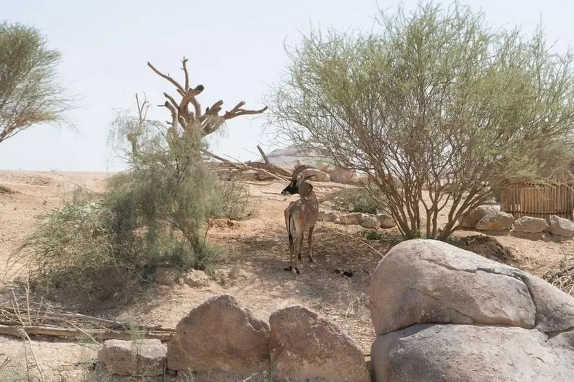 Una gacela en el Centro Sheikh Zayed del Zoo de Al Ain. (Crown Prince Abu Dhabi)