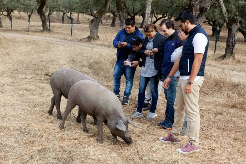 Los cocineros observan de muy cerca a dos auténticos cerdos ibéricos. (Cedida)