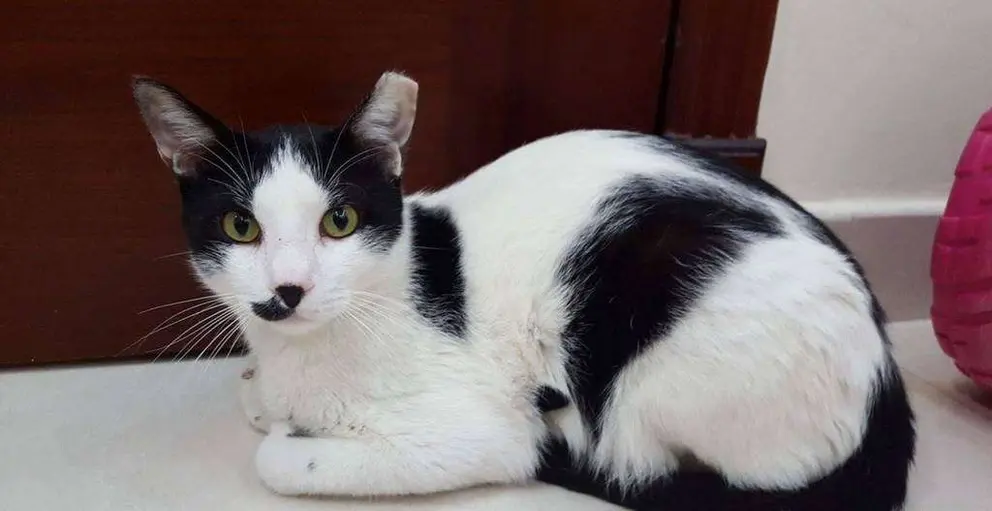 Moustache tiene 18 meses es un Arabian Mau y adora a los humanos.