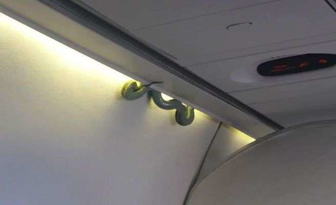Una imagen de Twitter de la serpiente en el avión de pasajeros.