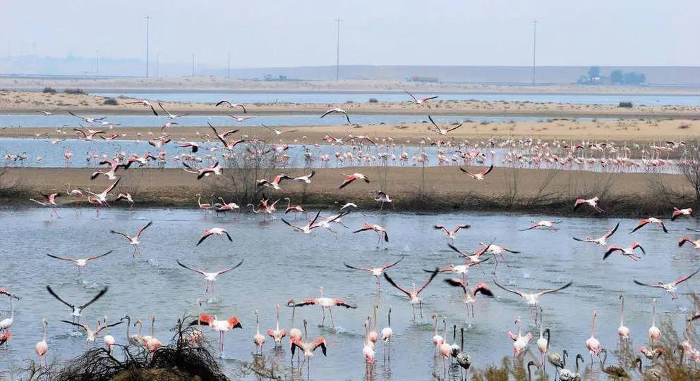 Una imagen de la Reserva Natural de Al Wathba en Abu Dhabi.