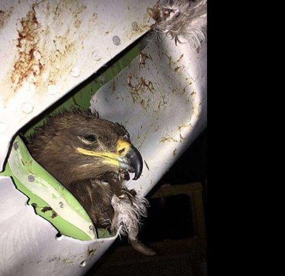 Imagen de Twitter del Daily Mail online del águila incrustada en el ala del avión.
