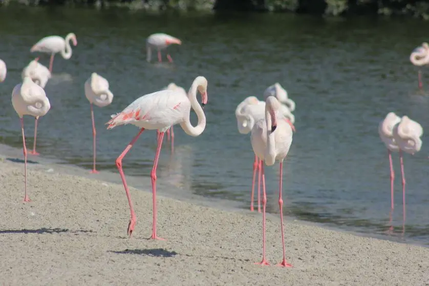 La zona de flamencos se encuentra próxima al centro de Dubai. (R. Unquiles)