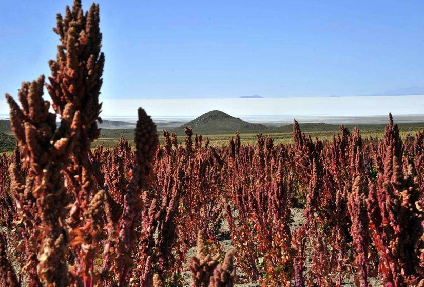 La Quinoa se cultiva principalmente en la cordillera de los Andes.