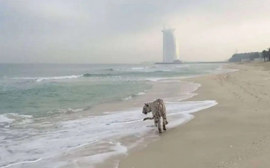 Un tigre a la orilla de la playa del Burj Al Arab. (Redes sociales)