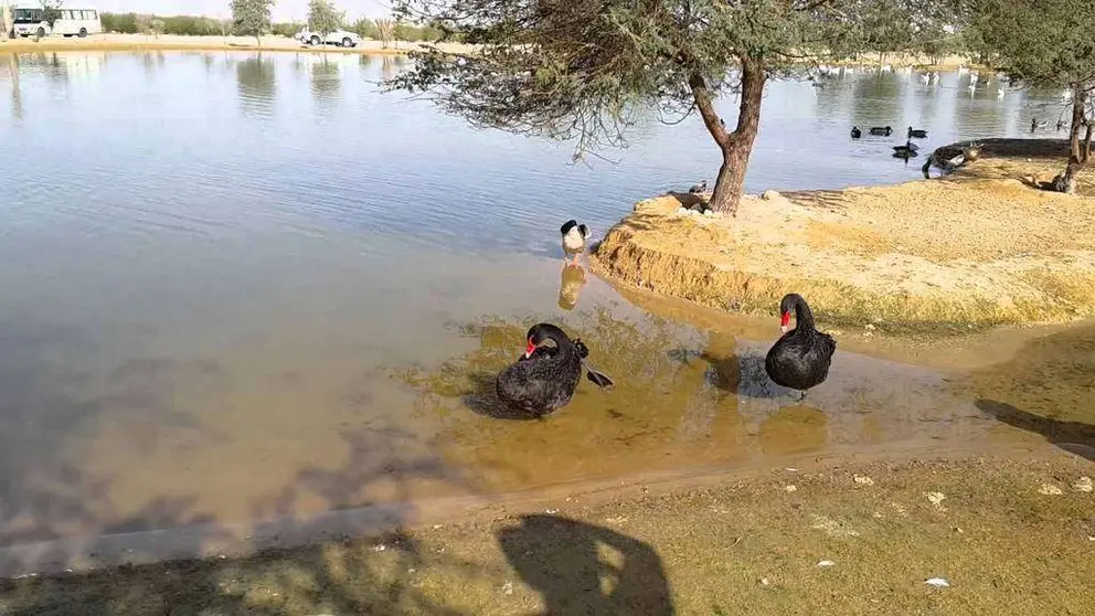 Una imagen de la zona de Al Qudra en Dubai.