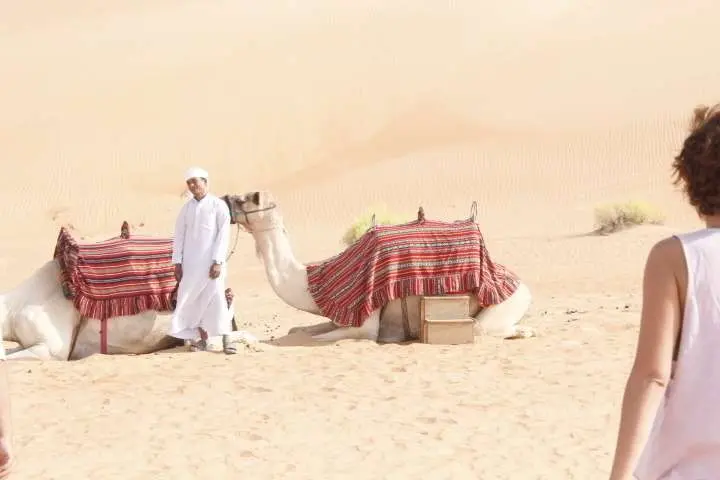 Camellos en el desierto de Liwa. (EL CORREO)