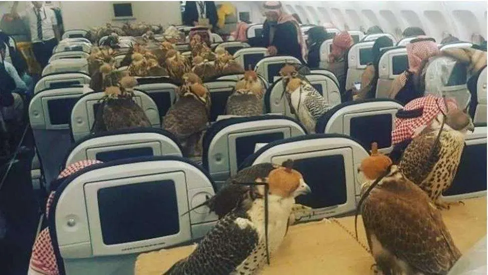 Los halcones cada uno en su asiento de avión. (Fuente externa)