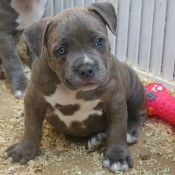 Un cachorro de raza American Bully.