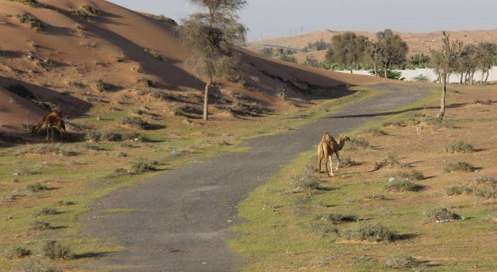 Camellos callejeros en un área de servicio de la Emirates Road. (EL CORREO)