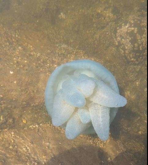La medusa azul avistada este martes en aguas del Creek de Dubai. (Iván González)