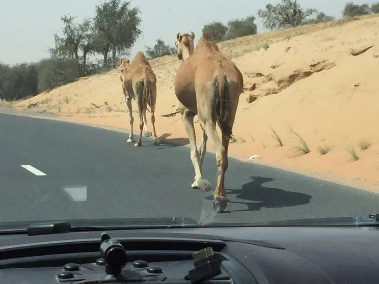 Camellos paseando en una carretera de Ras Al Khaimah.