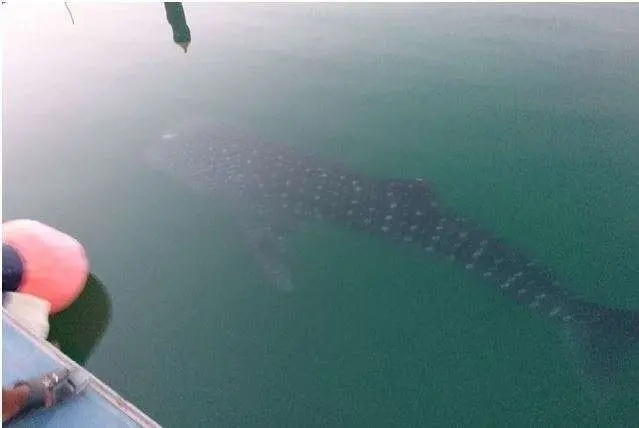 El tiburón ballena en la costa de Dubai fotografiado por Martin Fesustel.