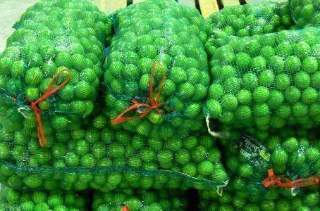 Colima produce unas 400 toneladas de limones diarias.