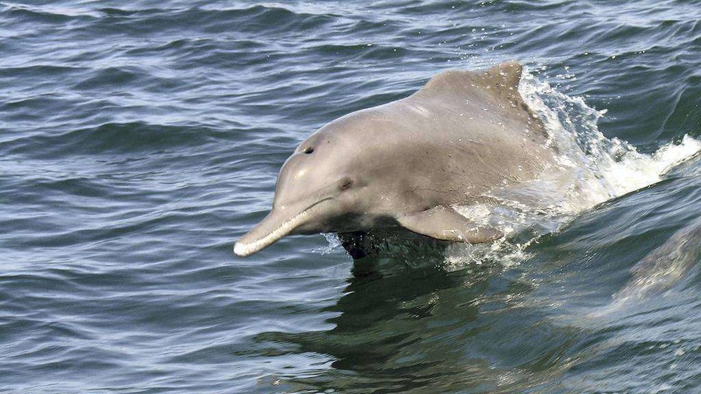 La mayor población de delfín jorobado del Índico habita en aguas de Abu Dhabi. (Agencia de Medio Ambiente de Abu Dhabi)