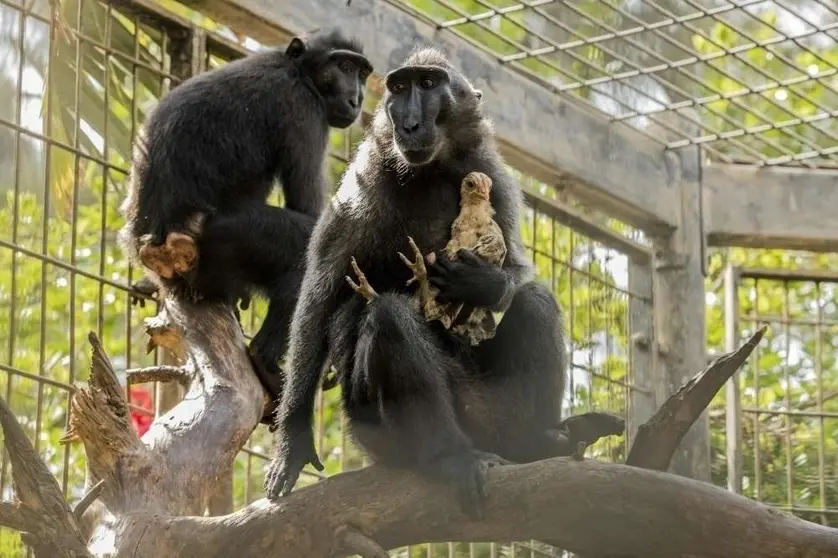 El macaco junto a su pollo.