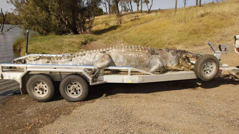 En la foto de la policía australina, el traslado del cadáver del animal.