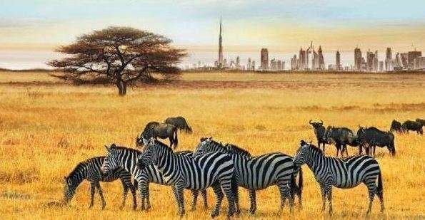 Dubai Safari Park abrirá en 2016.