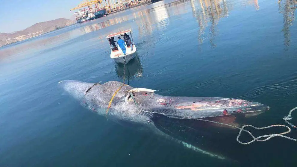 Ballena encontrada en la costa de Sharjah.