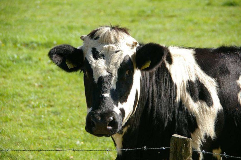 Imagen de una vaca. 