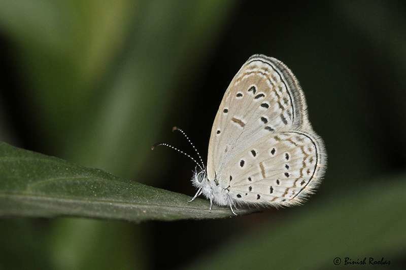 Una de las mariposas identificadas por primera vez en Emiratos Árabes Unidos. (Binish Roobas)
