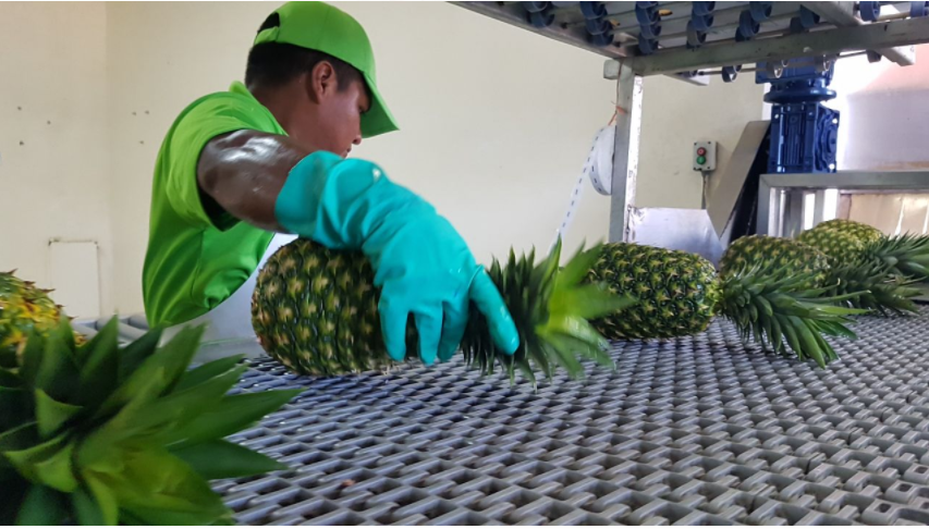 Preparación del envío de piñas de Panamá a Dubai. (MIDA)