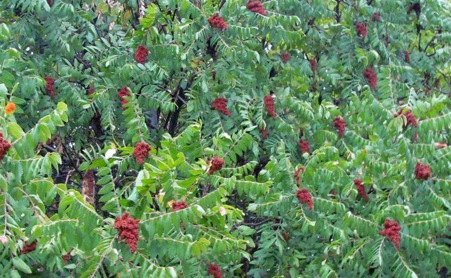 Una imagen del arbusto Rhus Coriaria.