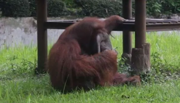 El orangután fumando el cigarrillo.