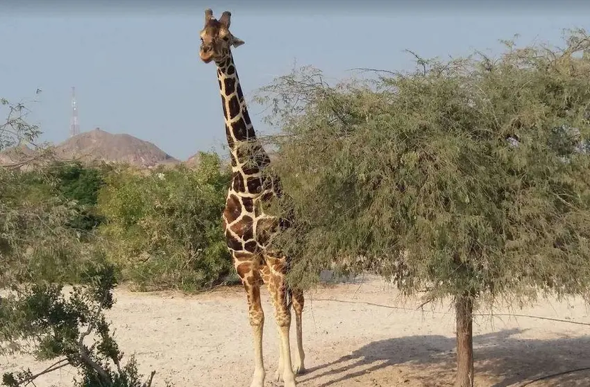 Una jirafa en la Isla de Sir Bani Yas de Abu Dhabi. (EL CORREO)