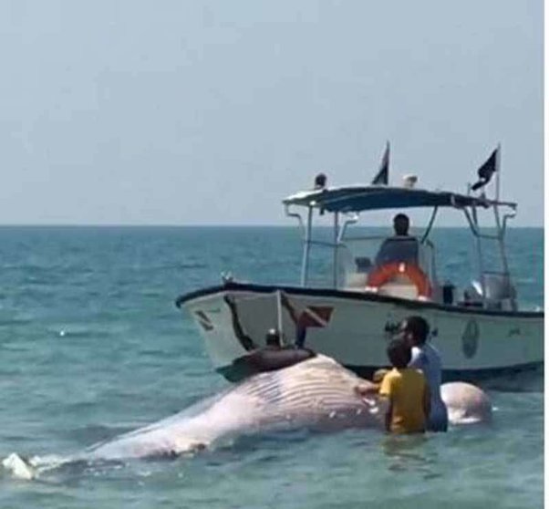 La segunda ballena aparecida en un mes en las playas de RAK.