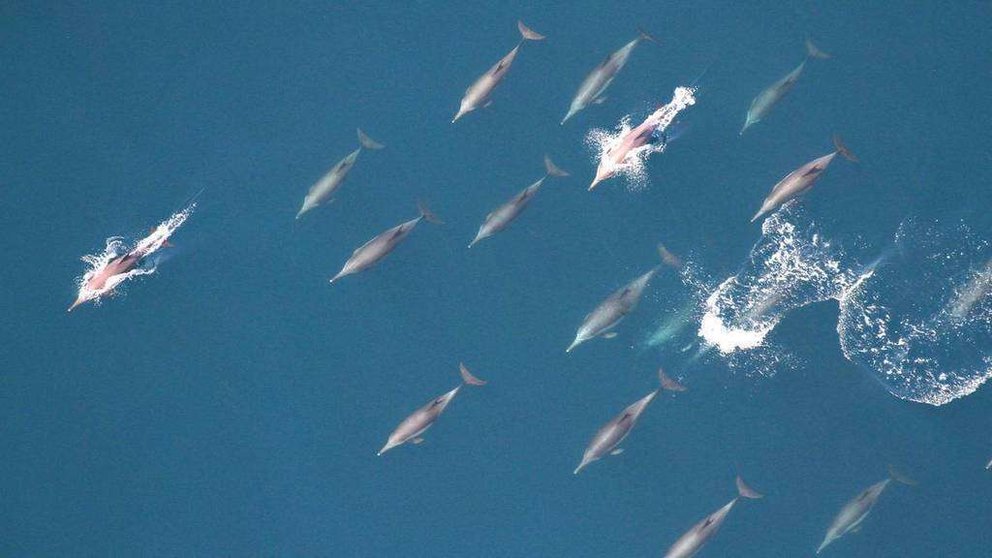 Imagen captada de los delfines en aguas emiratíes.