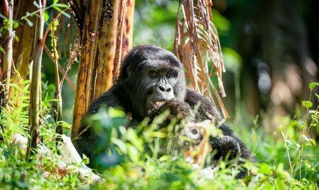 Un gorila en la selva de Ruanda.