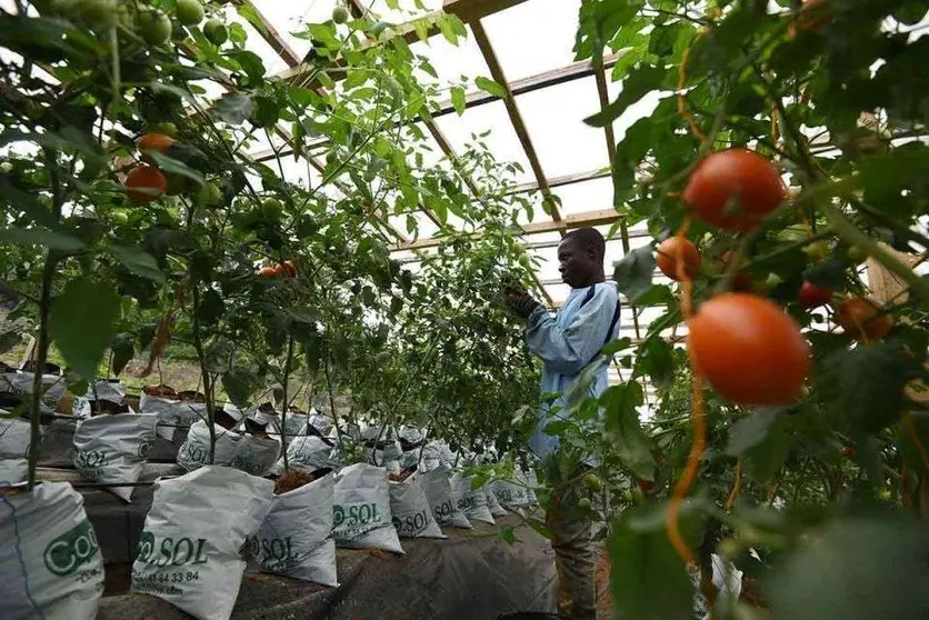 Un hombre trabaja en un huerto de tomates hidropónicos. (AFP)