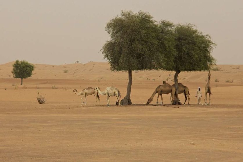 Perspectiva del desierto en el emirato de Dubai en la zona de Al Awir en el atardecer del jueves. (EL CORREO)