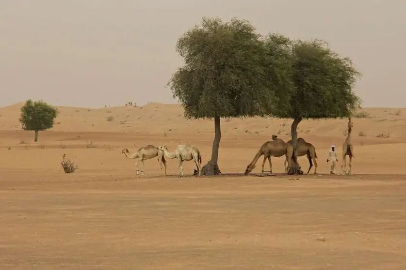 Perspectiva del desierto en el emirato de Dubai. (EL CORREO)