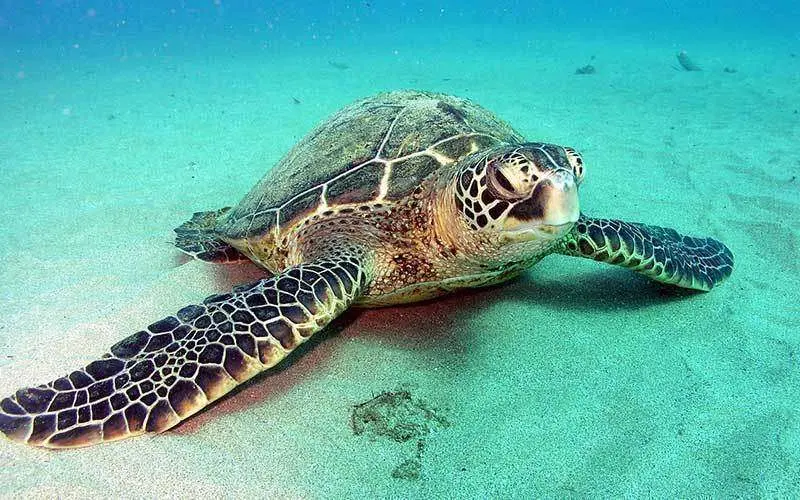 Un ejemplar de tortuga verde.